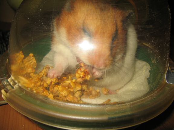 My hamster Lucy's unpouchin' just before her big escape.