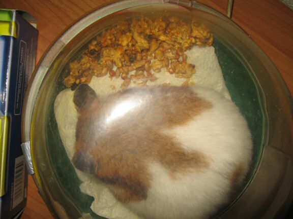 My hamster Lucy's unpouchin' just before her big escape.