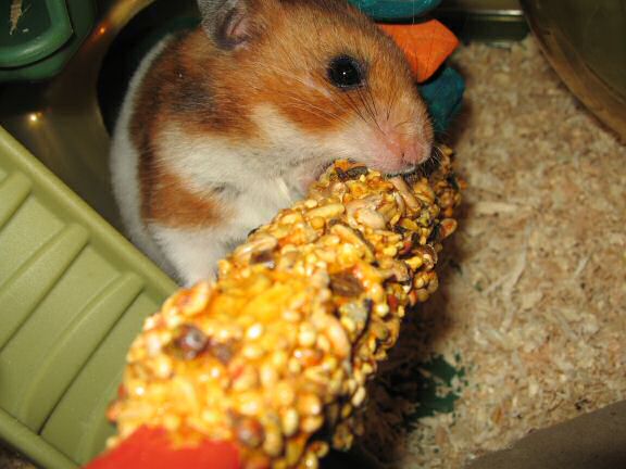 My hamster Lucy's reaction.