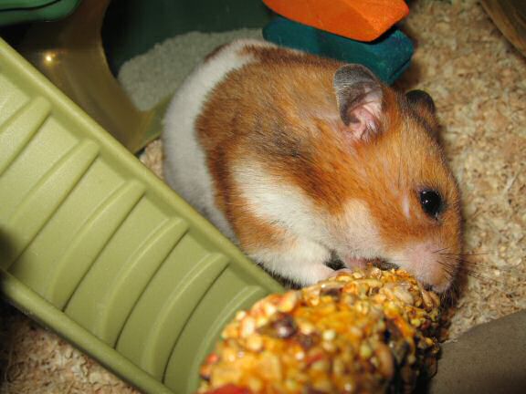 My hamster Lucy's reaction.