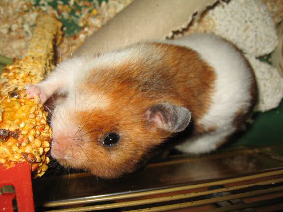 My hamster Lucy's reaction.