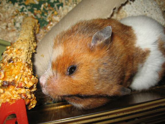 My hamster Lucy's reaction.