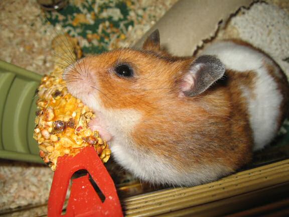 My hamster Lucy's reaction.