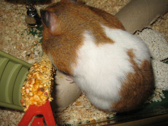 My hamster Lucy's reaction.