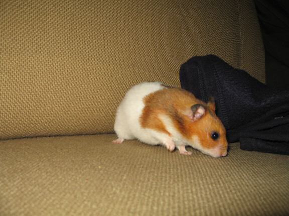 My hamster Lucy's guide to a 'Touchdown'.