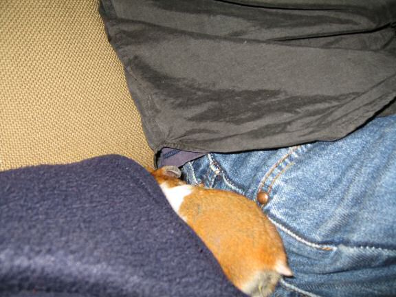 My hamster Lucy's guide to a 'Touchdown'.