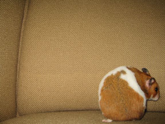 My hamster Lucy's guide to a 'Touchdown'.