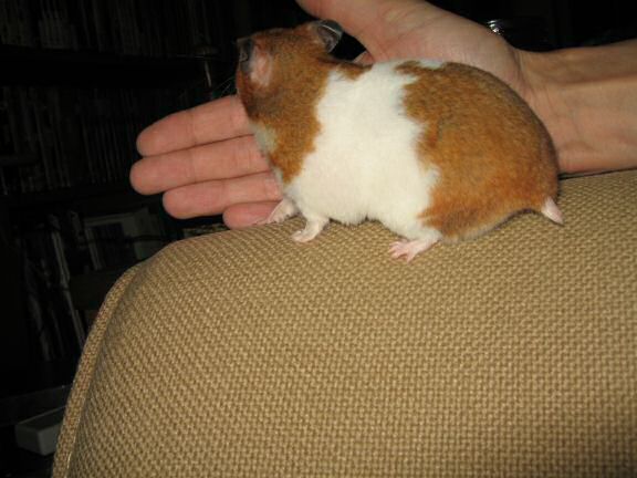 My hamster Lucy's guide to a 'Touchdown'.