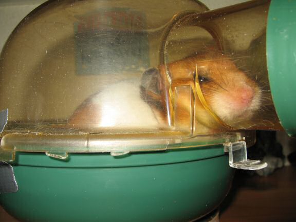 My hamster Lucy Loungin'.