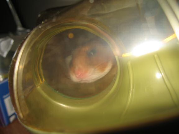 My hamster Lucy Loungin'.