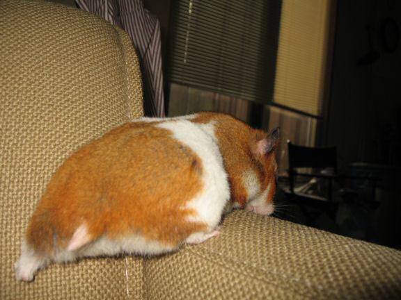 My hamster Lucy on the arm-rest of the couch.