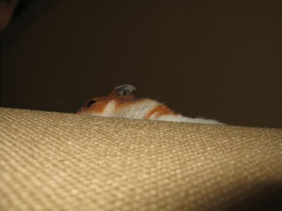My hamster Lucy on the arm-rest of the couch.