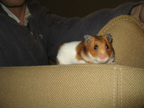 My hamster Lucy on the arm-rest of the couch.