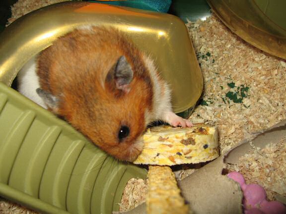 Treatin' my hamster Lucy a treat.