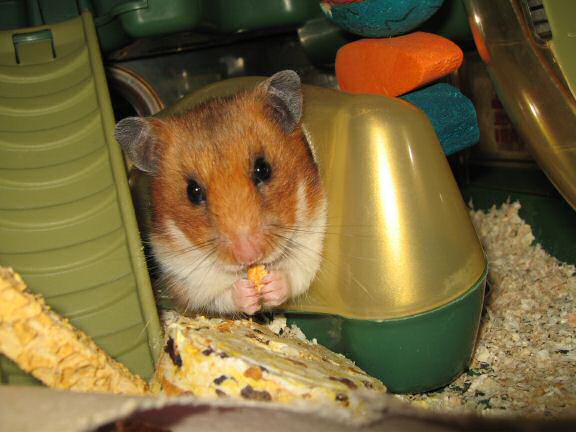 Treatin' my hamster Lucy a treat.