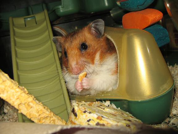 Treatin' my hamster Lucy a treat.