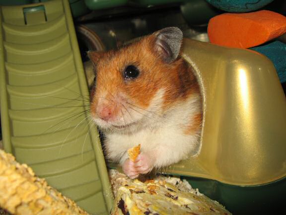 Treatin' my hamster Lucy a treat.