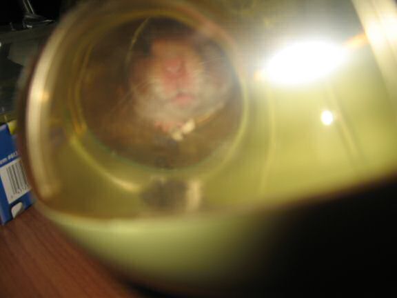 Treatin' my hamster Lucy a treat.