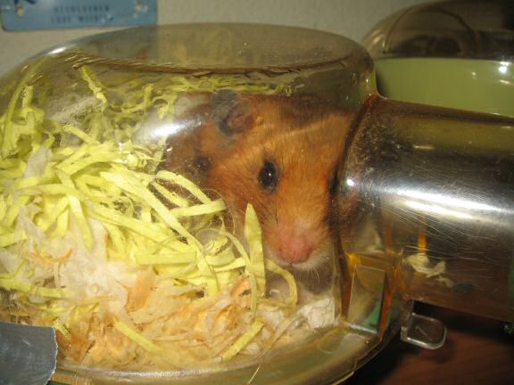 Treatin' my hamster Lucy a treat.