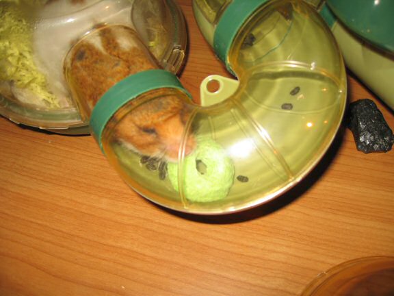 Treatin' my hamster Lucy another treat.