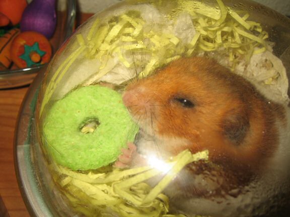 Treatin' my hamster Lucy another treat.