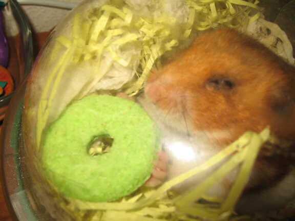 Treatin' my hamster Lucy another treat.