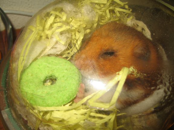 Treatin' my hamster Lucy another treat.