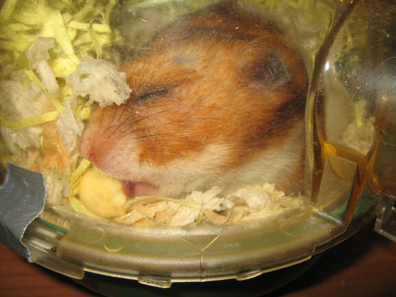 My hamster Lucy.