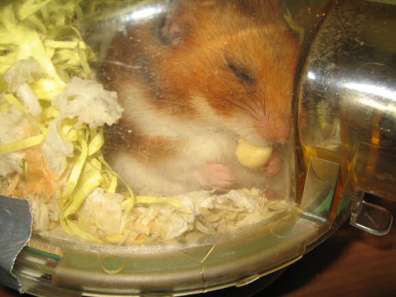 My hamster Lucy.