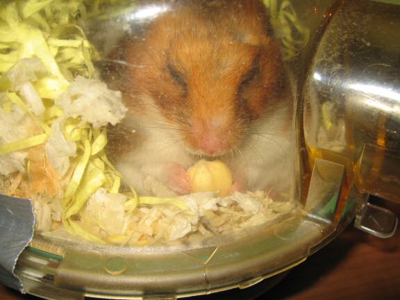 My hamster Lucy.