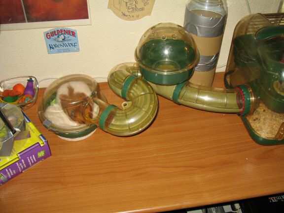 My hamster Lucy enjoying her just cleaned bedroom.