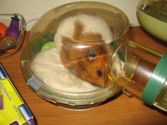 My hamster Lucy enjoying her just cleaned bedroom.