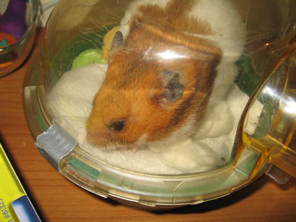 My hamster Lucy enjoying her just cleaned bedroom.