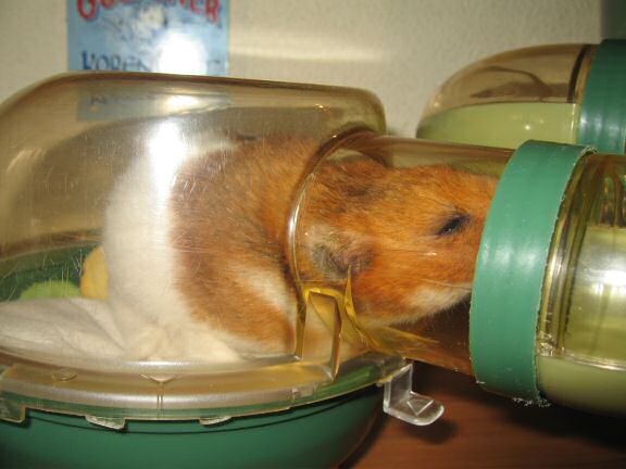 My hamster Lucy enjoying her just cleaned bedroom.
