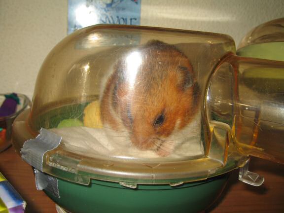 My hamster Lucy enjoying her just cleaned bedroom.