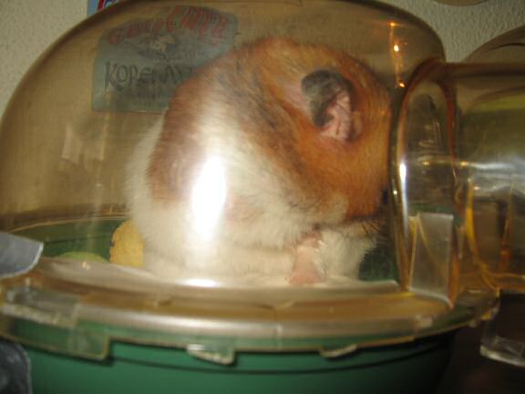 My hamster Lucy enjoying her just cleaned bedroom.