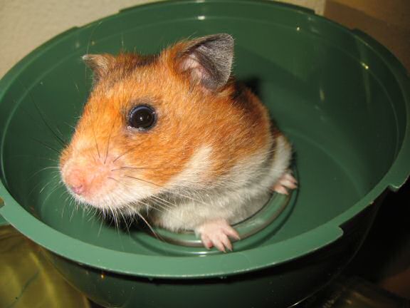 My hamster Lucy, nursing !