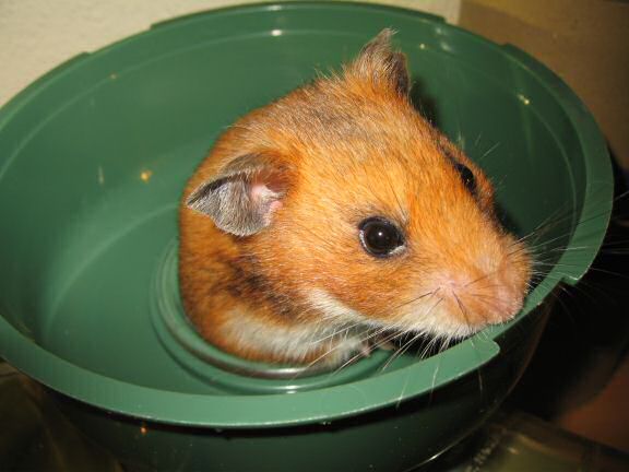 My hamster Lucy, nursing !