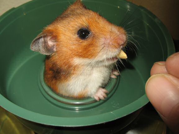 My hamster Lucy, nursing !