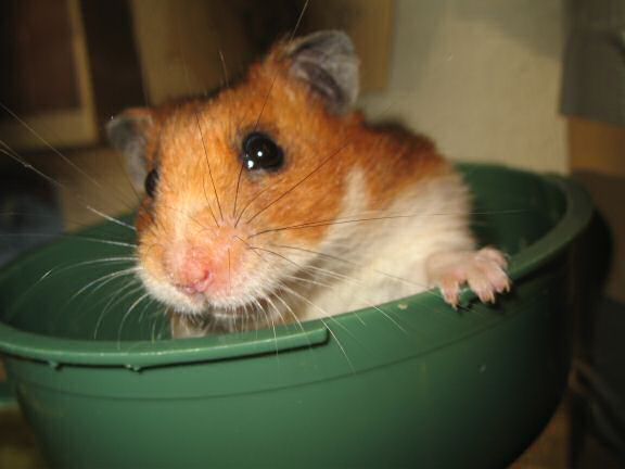 My hamster Lucy, nursing !