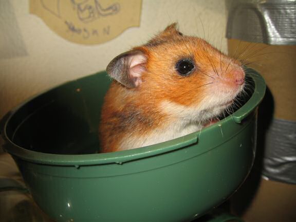 My hamster Lucy, nursing !