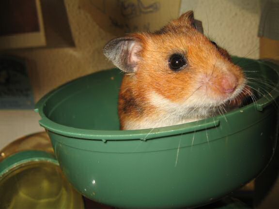 My hamster Lucy, nursing !