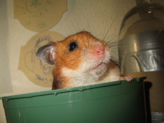 My hamster Lucy, nursing !