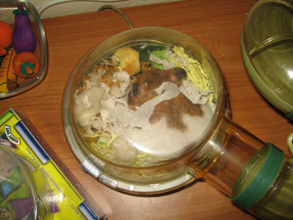 My hamster Lucy 'ribbon-nizing' herself !