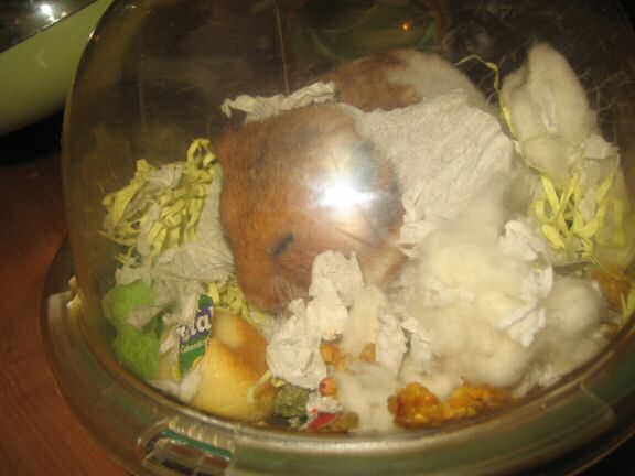 My hamster Lucy 'ribbon-nizing' herself !