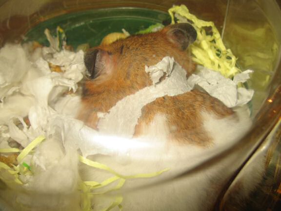 My hamster Lucy 'ribbon-nizing' herself !