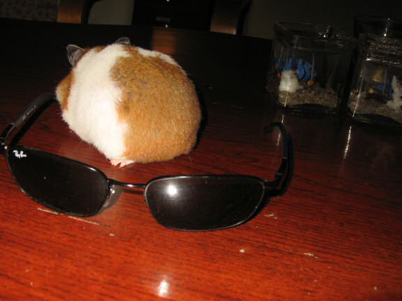 April fools by my hamster Lucy.