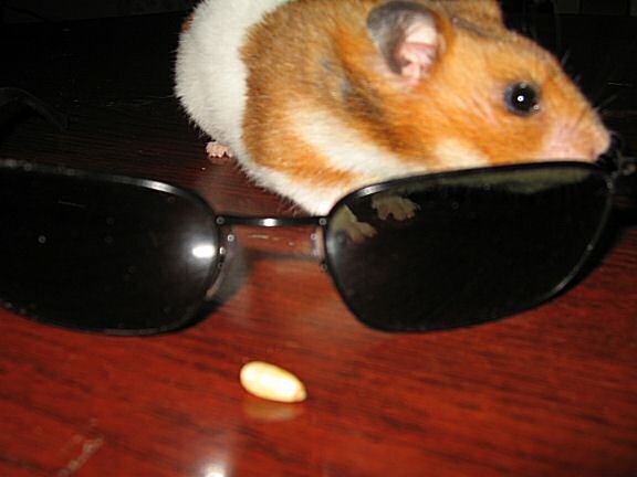 April fools by my hamster Lucy.