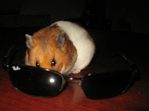 April fools by my hamster Lucy.