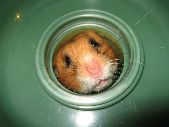 My hamster Lucy party-ing on hamster Mittens birthday .